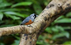 Black-faced Monarch